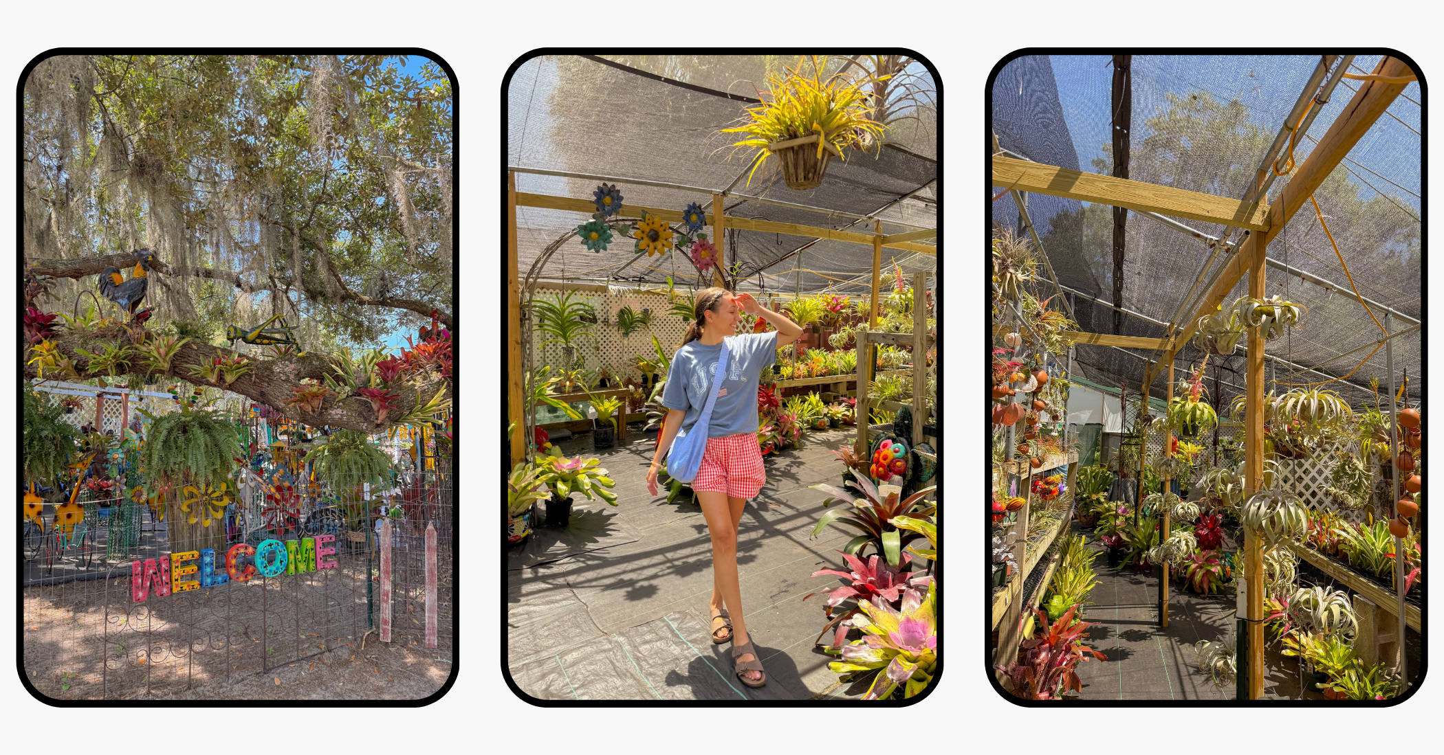 Ultimate Travel Guide to Williston, Florida: Devil's Den, Botanical Gardens, & More Ultimate Travel Guide to Williston, Florida: Devil's Den, Botanical Gardens, & More