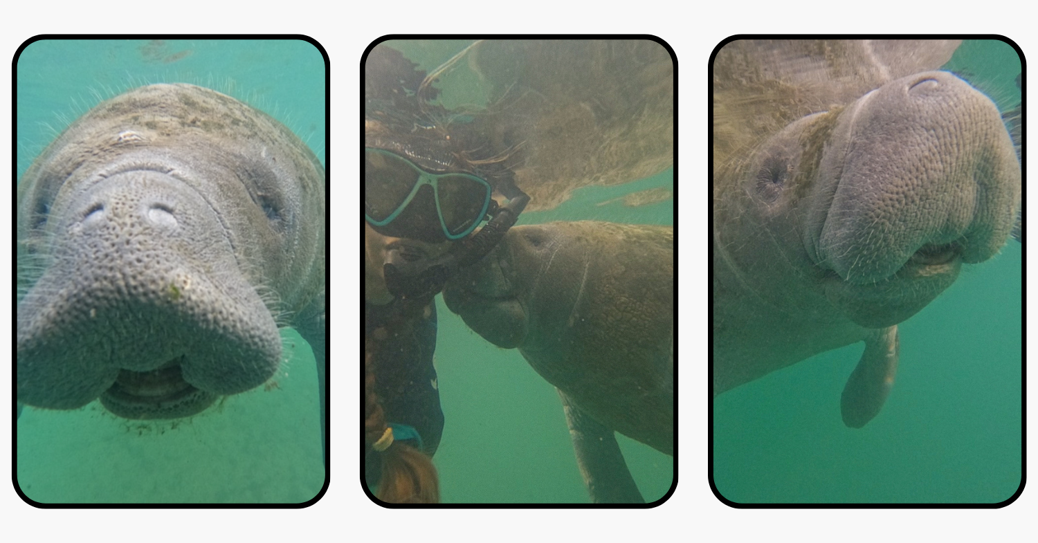 Crystal River, Florida: Ultimate Travel Guide to the Best Manatee Encounters
